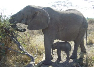 Elephant Mother and Baby