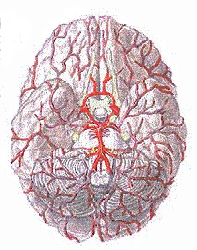 Артерии круг головного мозга